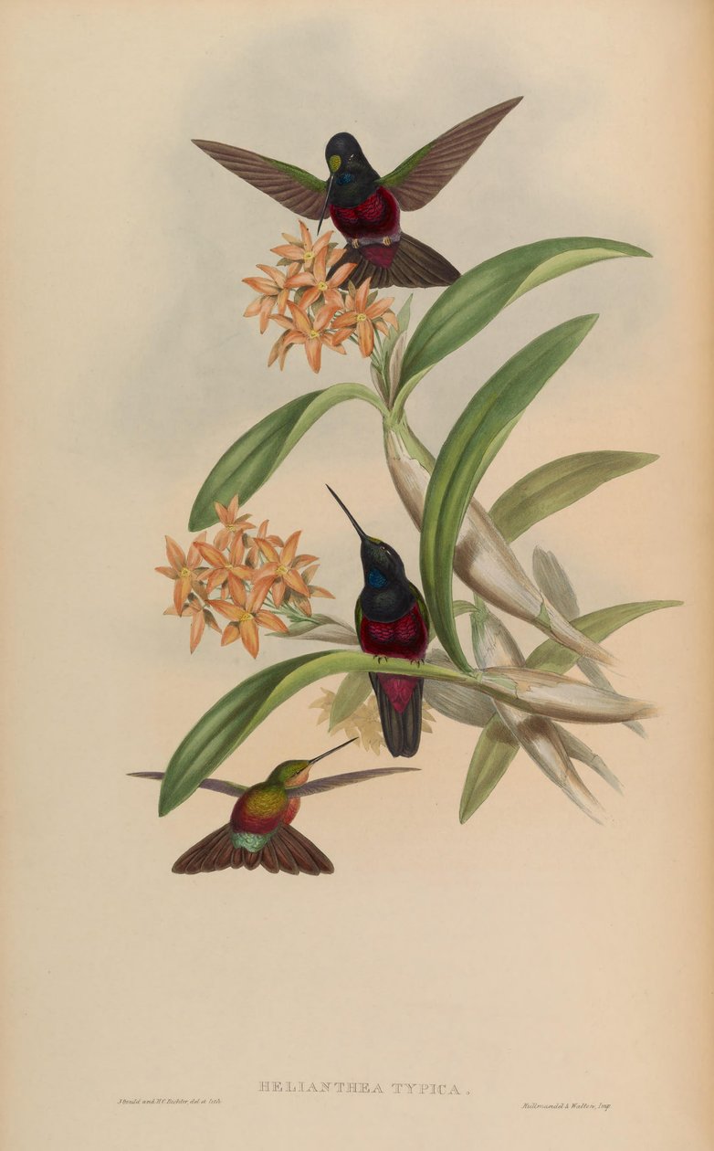 Helianthea typica = Coeligena helianthea autorstwa John Gould