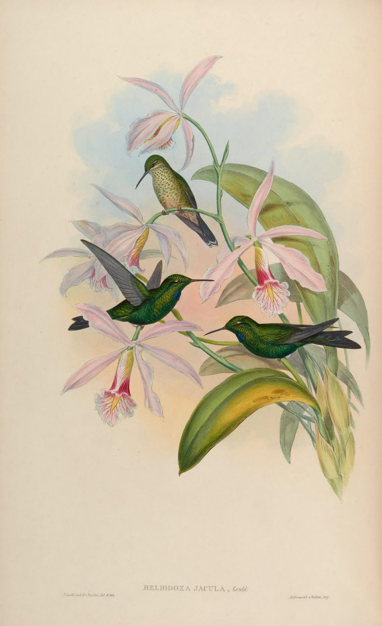 Rzutki heliodoksowe autorstwa John Gould