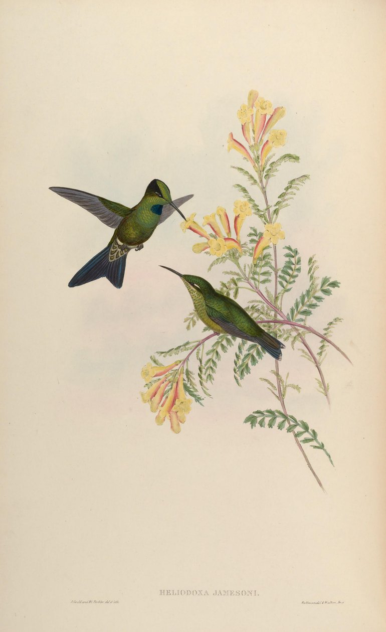 Heliodoxa jamesoni = strzelcy Heliodox autorstwa John Gould