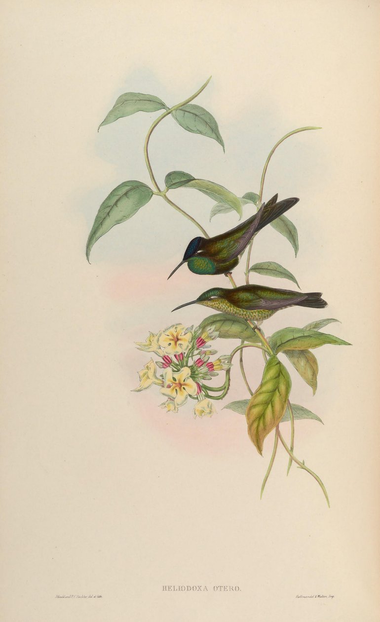 Heliodoxa otero = Heliodoxa leadbeateri autorstwa John Gould