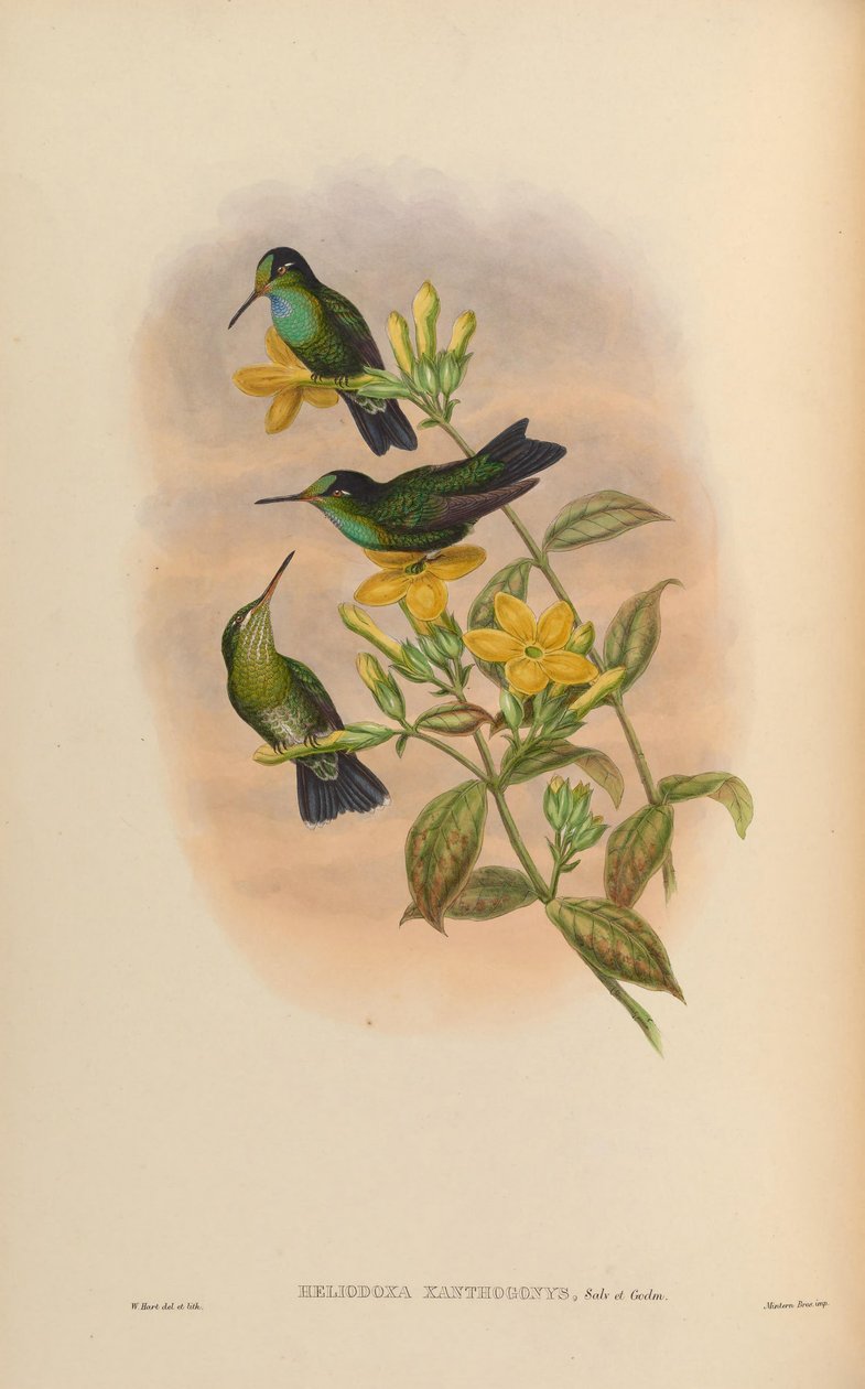 Heliodoxa xanthogonys autorstwa John Gould