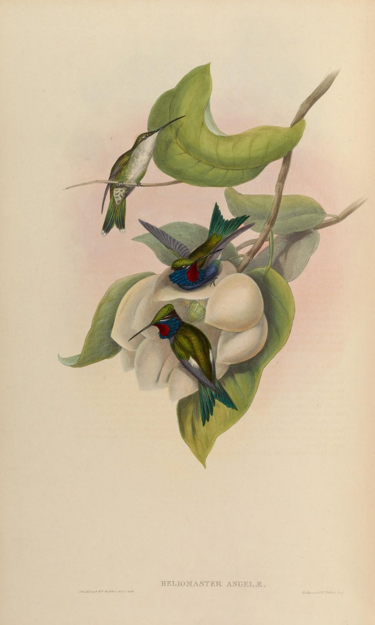 Heliomaster angelae = Heliomaster furcifer autorstwa John Gould