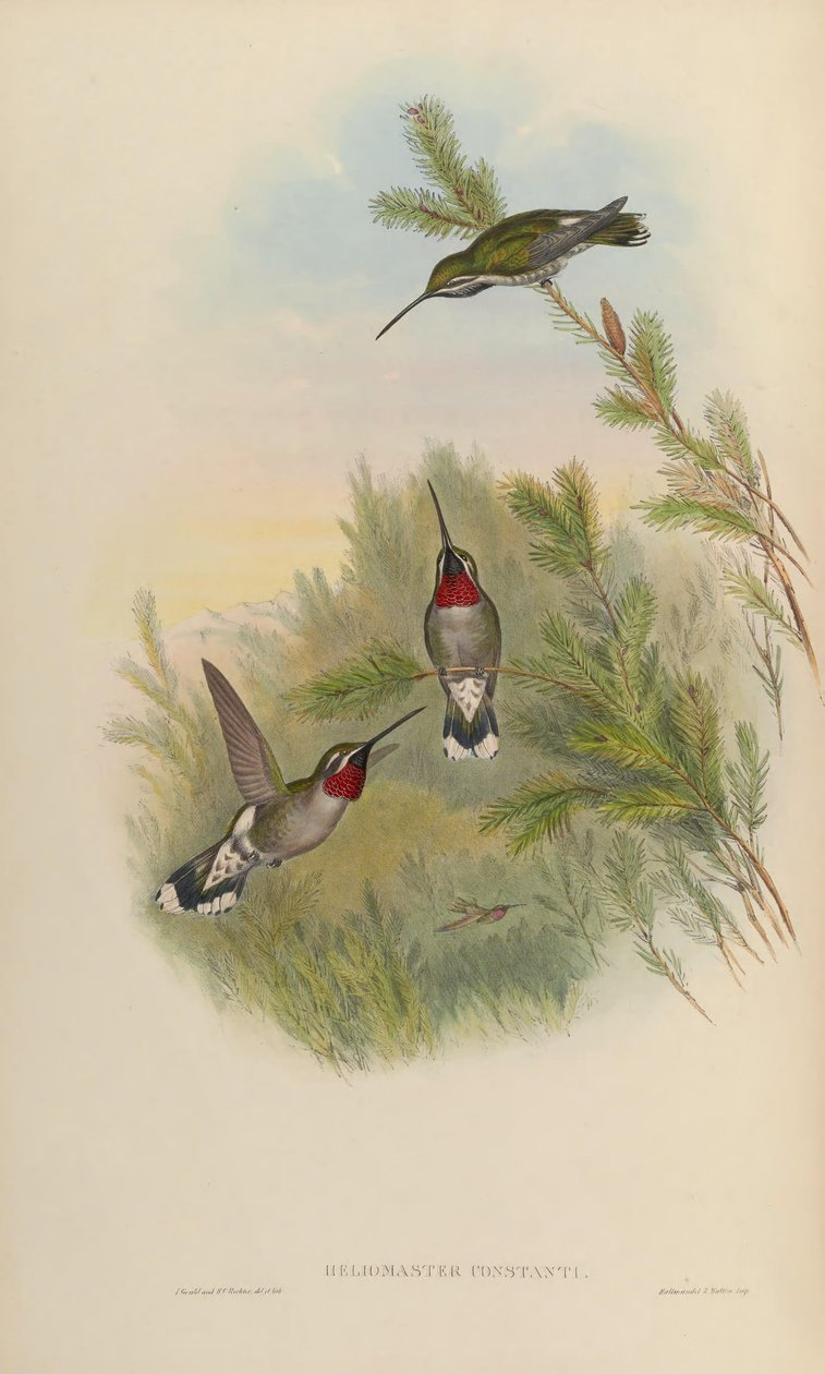Heliomaster autorstwa John Gould