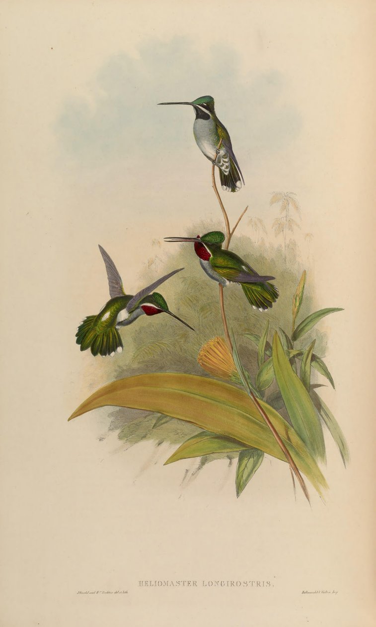 Heliomaster longirostris autorstwa John Gould