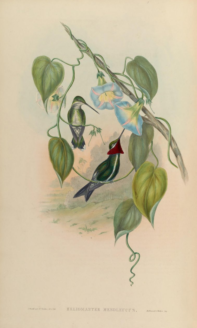 Heliomaster mesoleucus = Heliomaster squamosus autorstwa John Gould