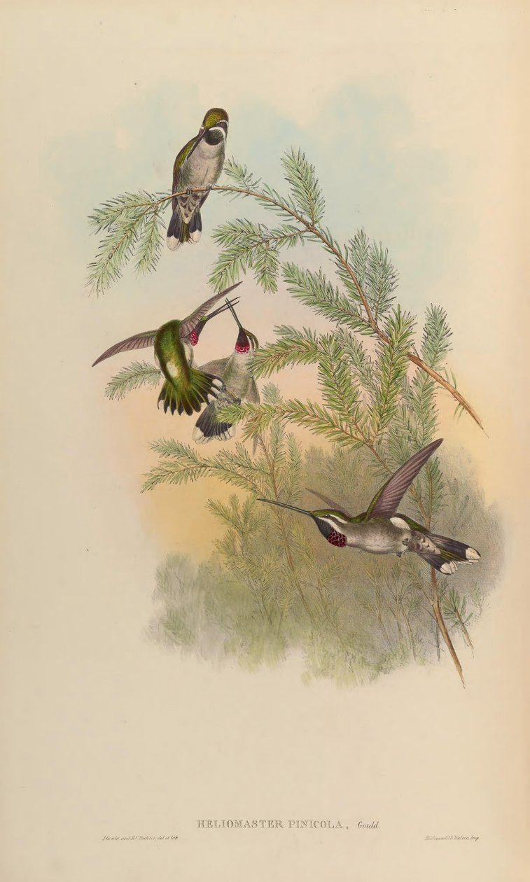 Heliomaster pinicola = Heliomaster stałaii autorstwa John Gould