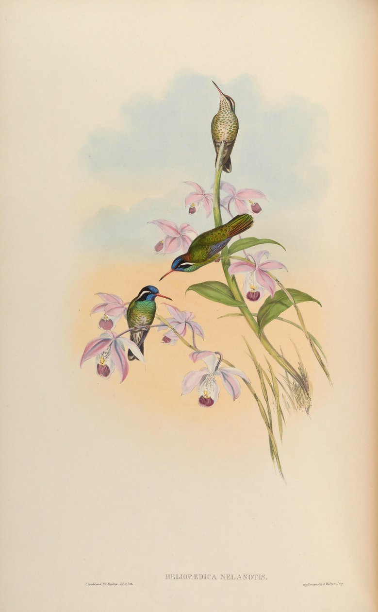 Heliopaedica melanotis = Basilinna leucotis autorstwa John Gould