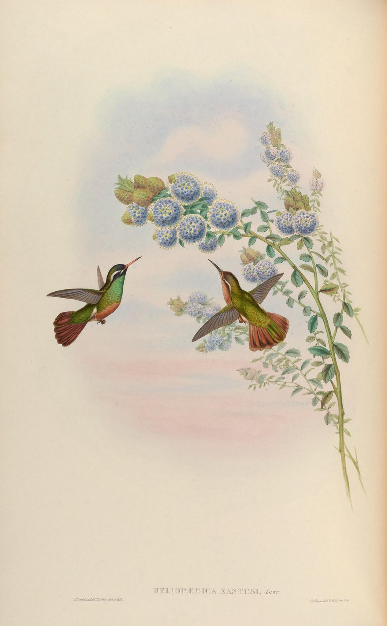 Heliopedike xanthusi = Basilina xantusii autorstwa John Gould