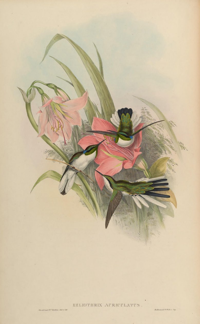 Heliothryx auriculata = Heliothryx aurita auriculata autorstwa John Gould
