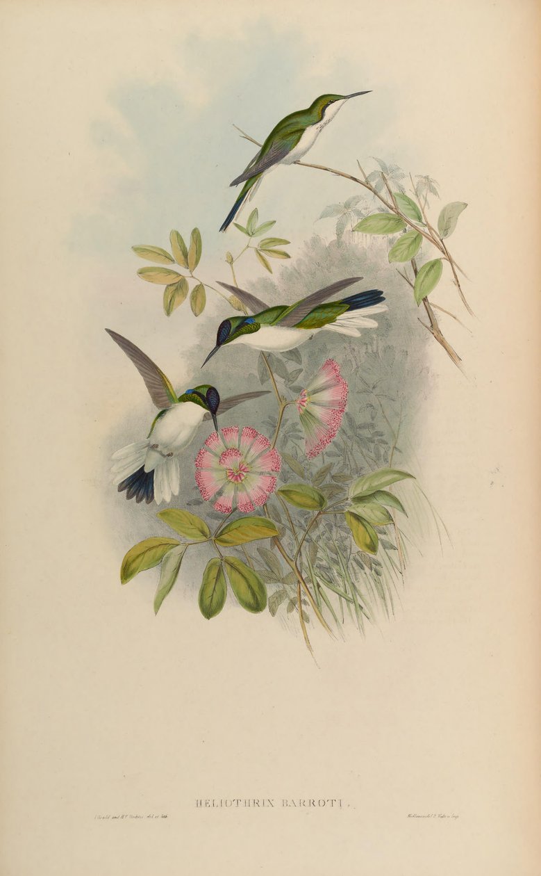Heliothryx barroti autorstwa John Gould