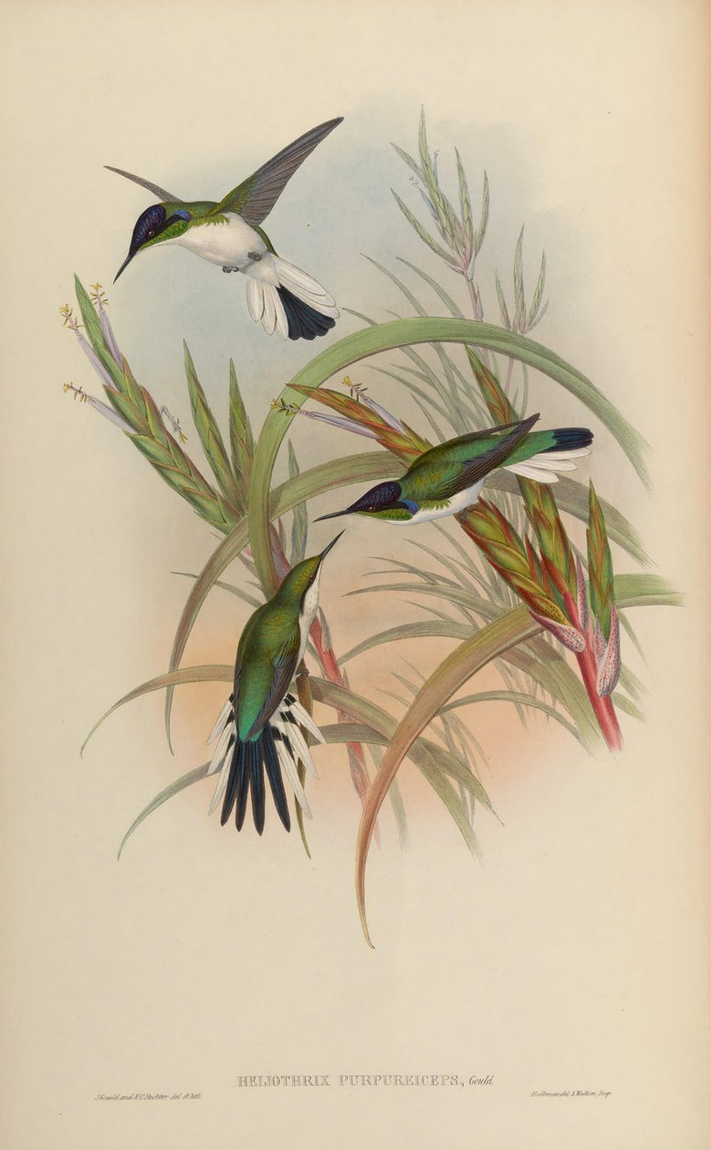 Heliothryx purpureiceps = Heliothryx barroti purpureiceps autorstwa John Gould