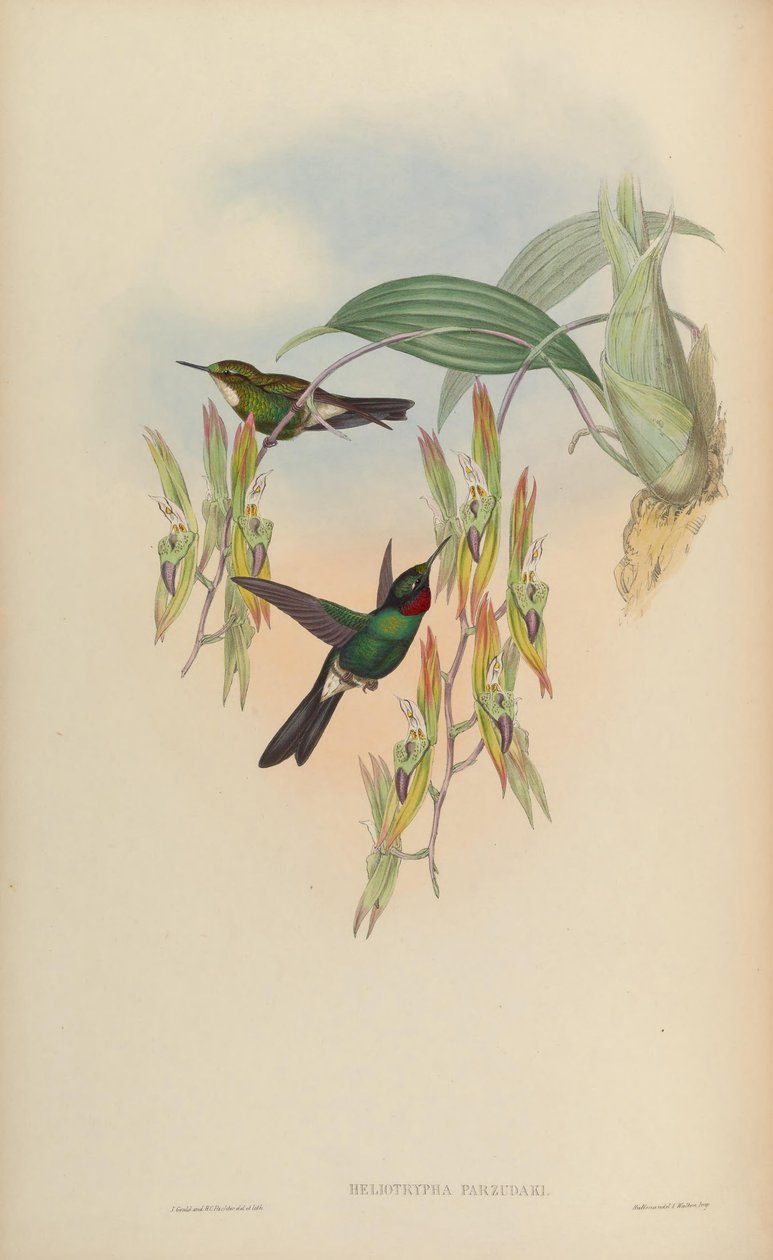 Heliotrypha parzudaki = Heliangelus autorstwa John Gould