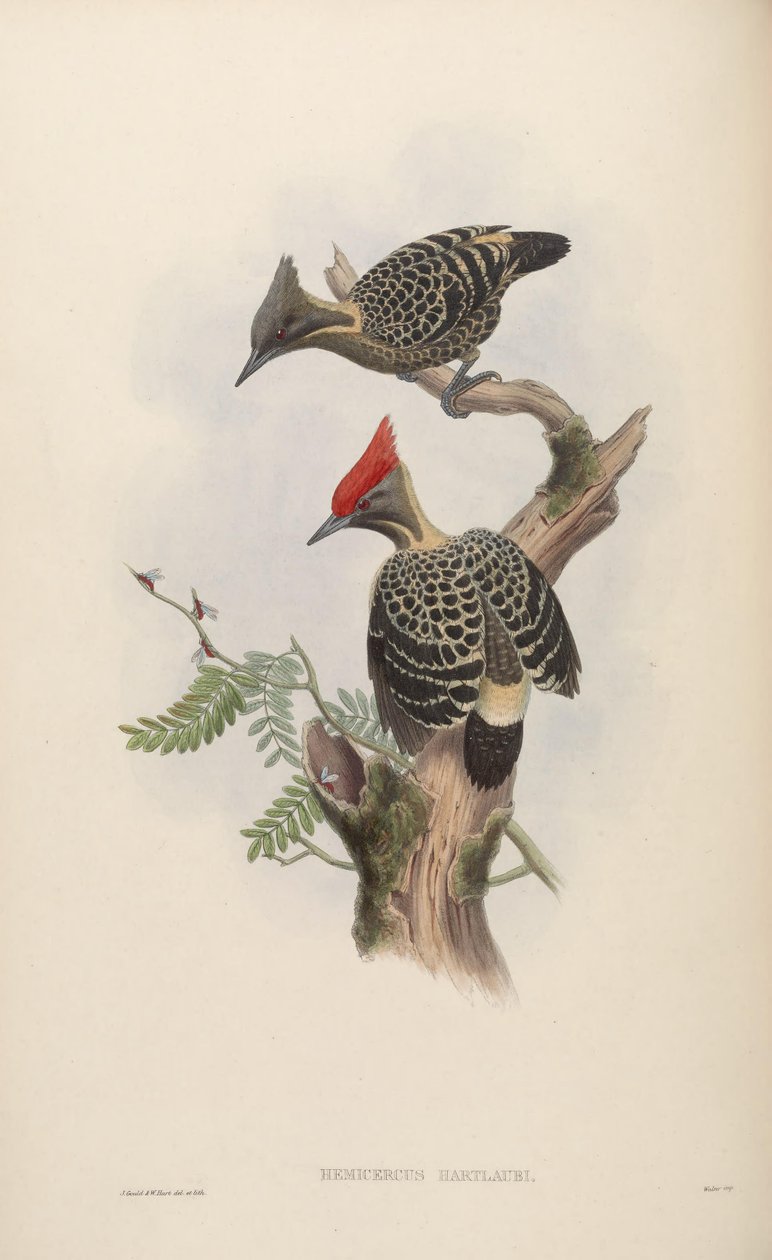 Hemicercus hartlaubi = Hemicircus brudny beton [2] autorstwa John Gould