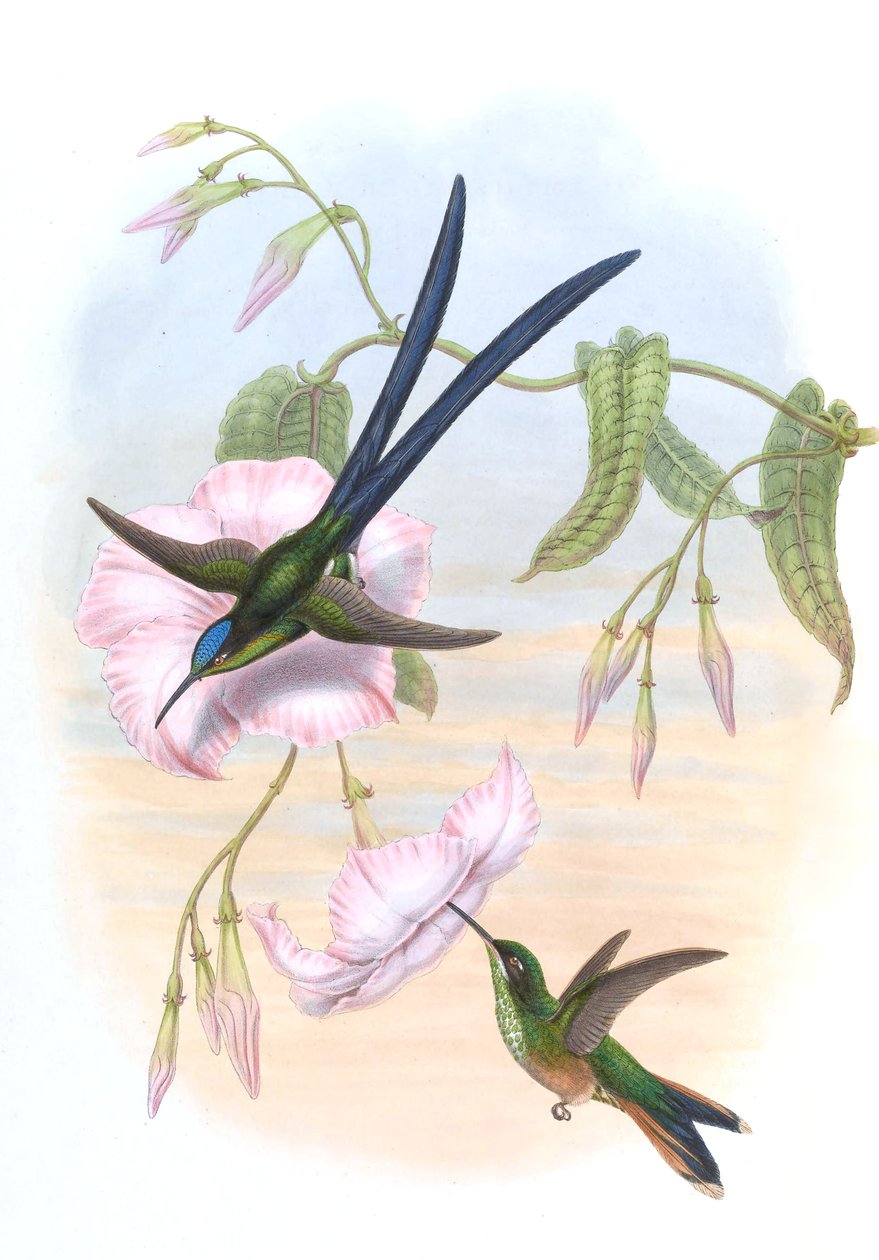 Hylonympha macrocerca autorstwa John Gould