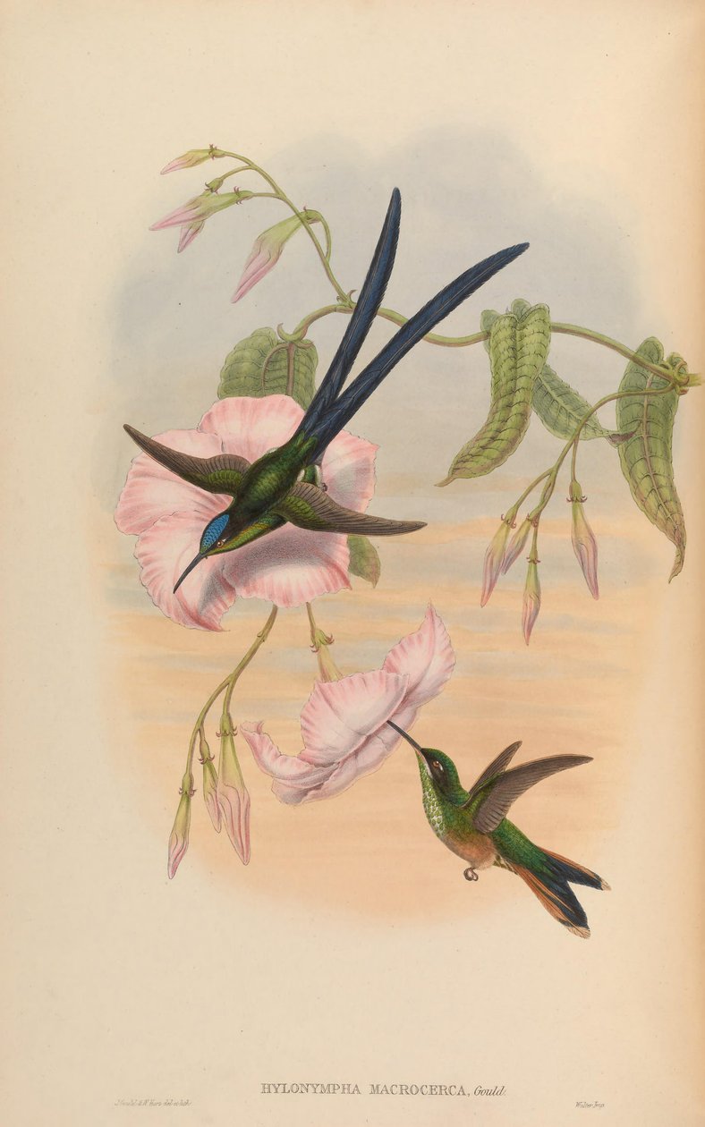 Hylonympha macrocerca autorstwa John Gould