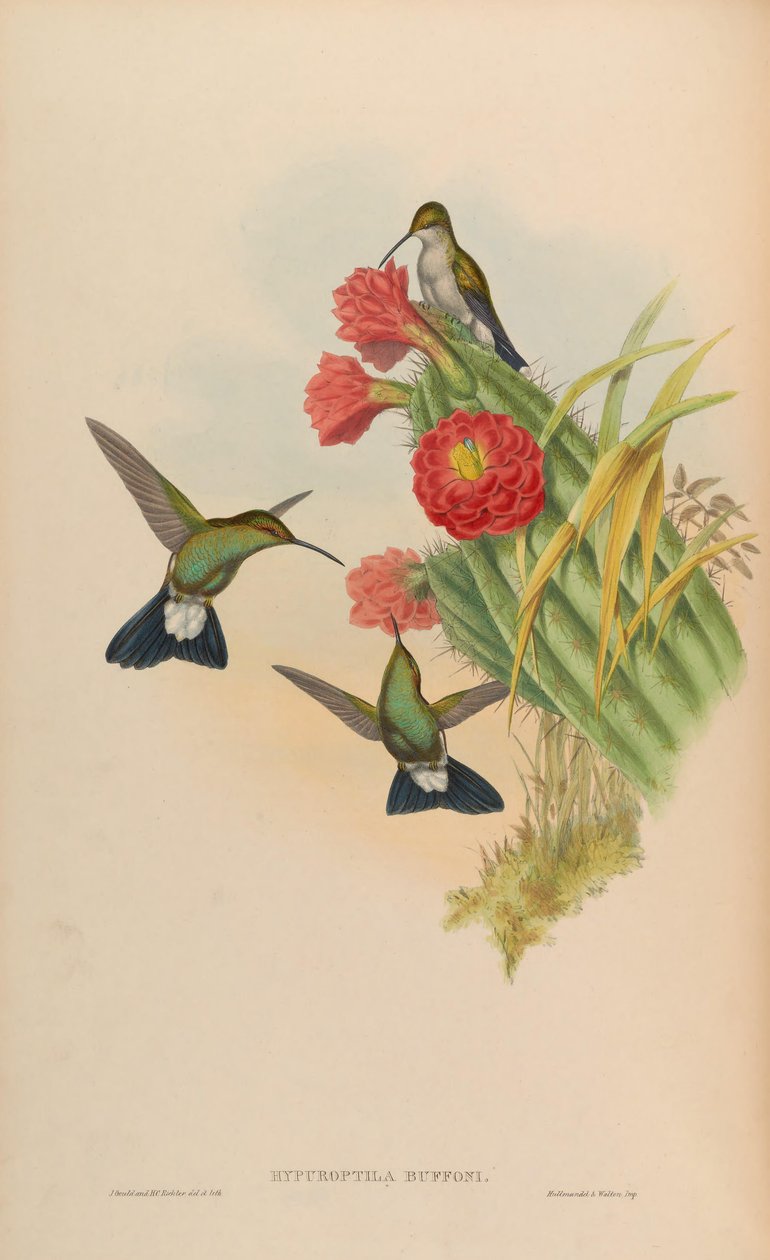 Hypuroptila buffonii = Chalybura buffonii autorstwa John Gould