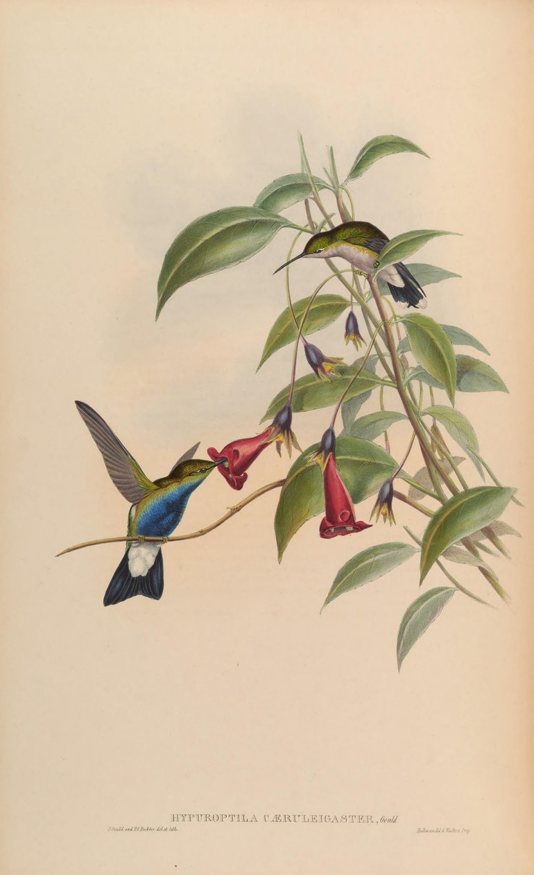 Hypuroptila caeruleigaster = Chalybura buffonii caeruleogaster autorstwa John Gould