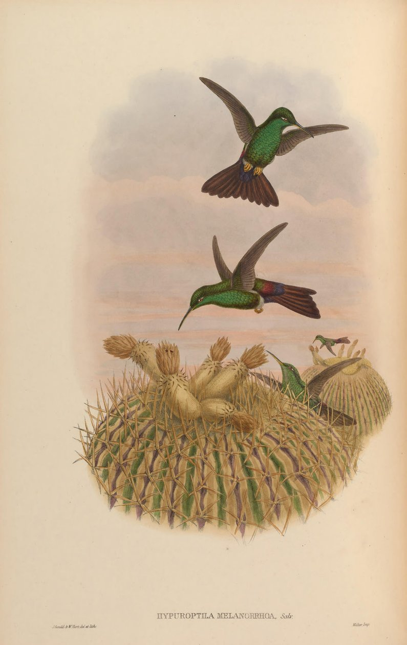 Hypuroptila melanrrhoa = Chalybura urochrysia autorstwa John Gould