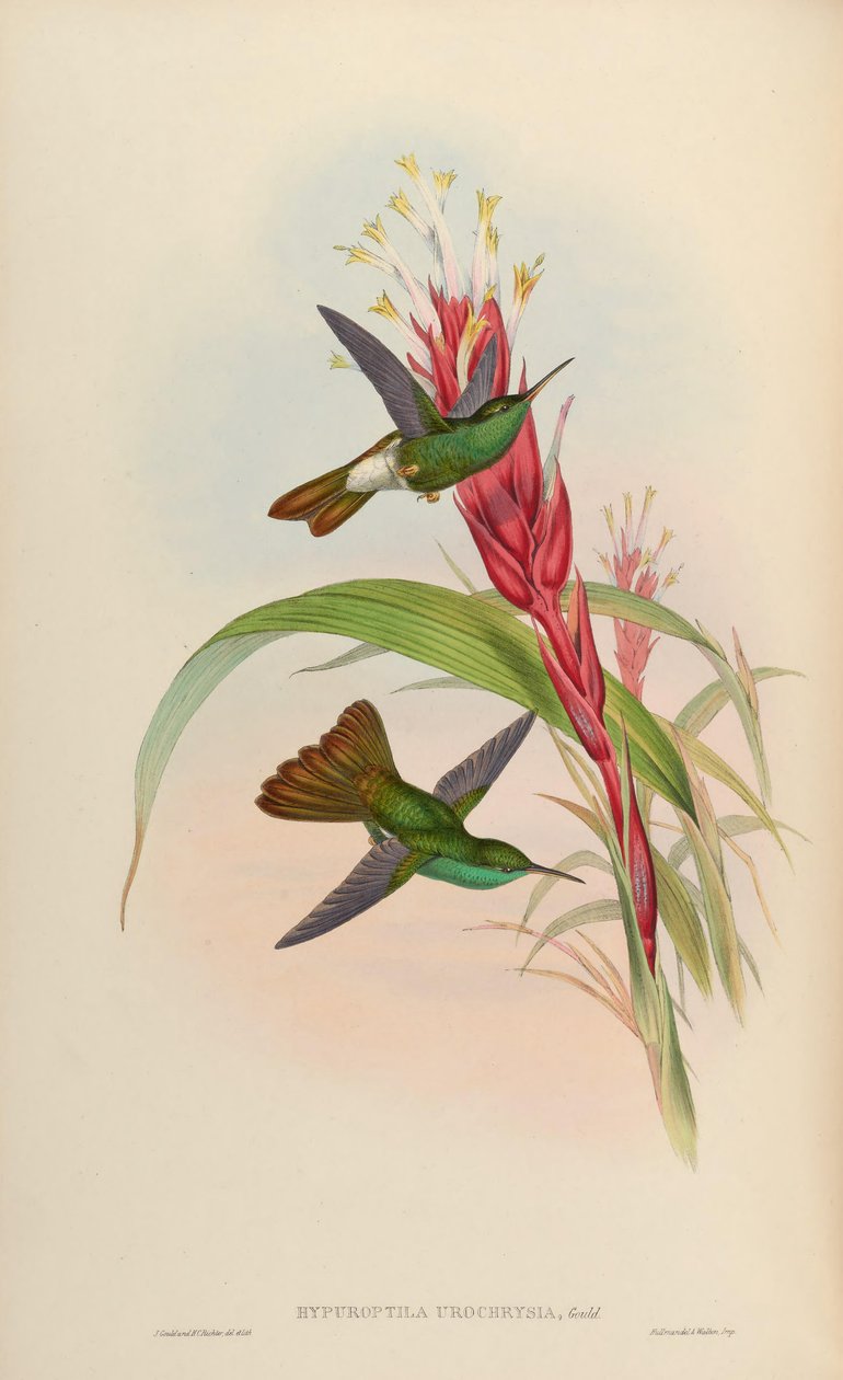 Hypuroptila urochrysia = Chalybura urochrysia autorstwa John Gould
