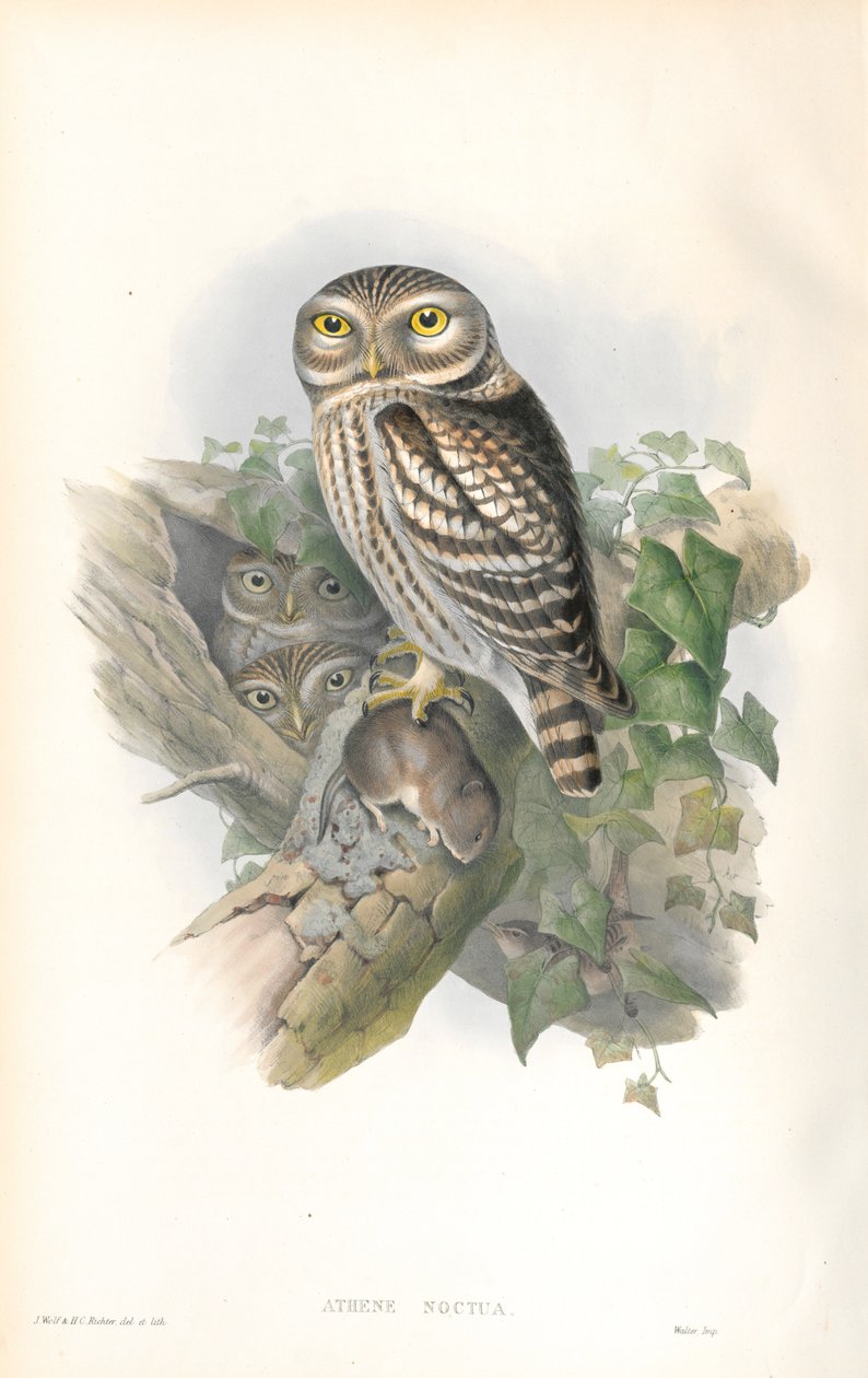 Ilustracja Athene Noctua (pójka) autorstwa John Gould
