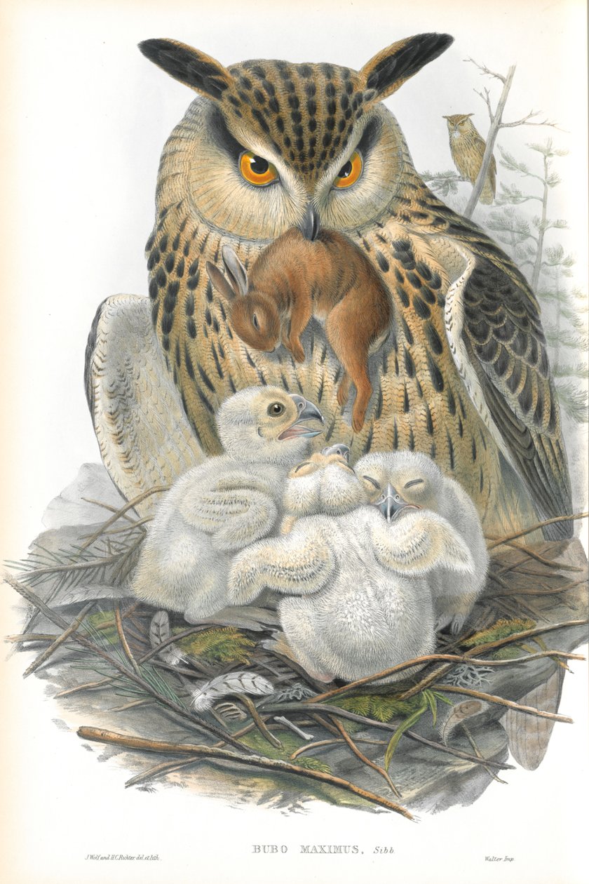 Ilustracja Bubo Maximus (puchacz) autorstwa John Gould