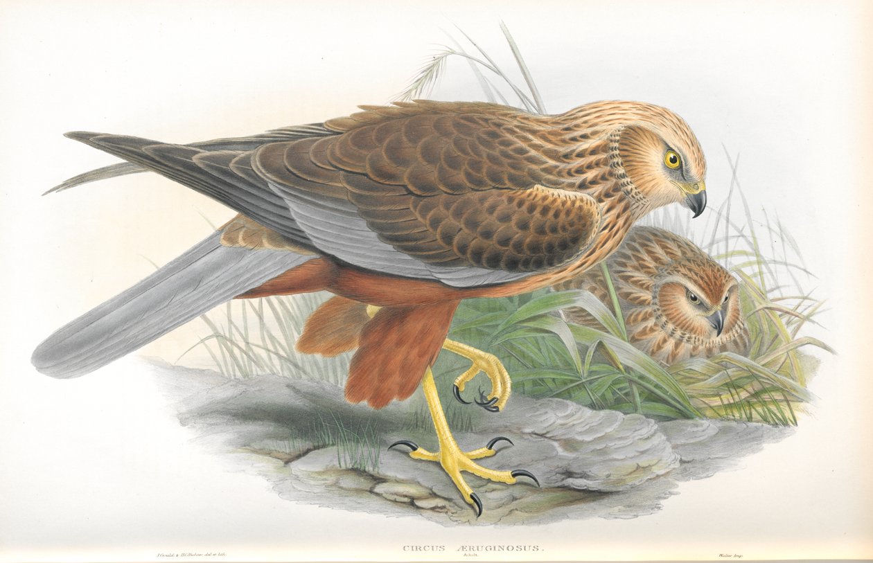 Ilustracja Circus Aeruginosus (Błotniak błotny) autorstwa John Gould
