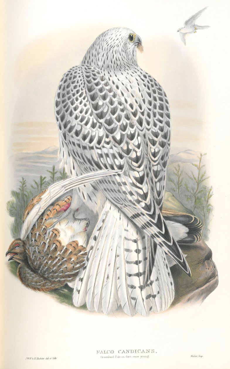 Ilustracja Falco Candicans (Greenland Falcon Dark Race) autorstwa John Gould