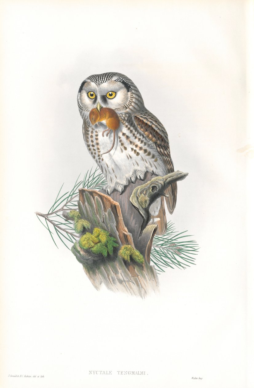 Ilustracja Nyctale Tengmalm (Sowa włochatka) autorstwa John Gould