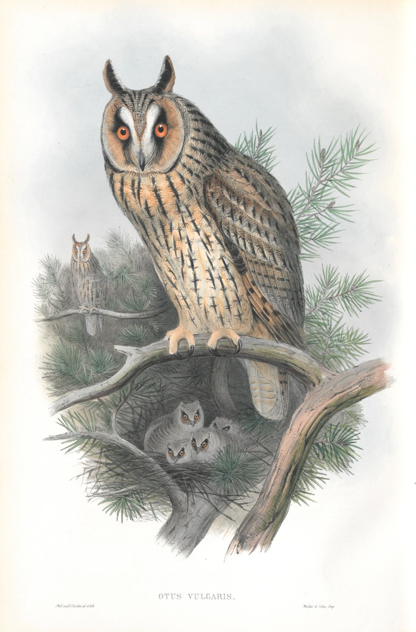 Ilustracja Otis Vulgaris (Sowa uszata) autorstwa John Gould