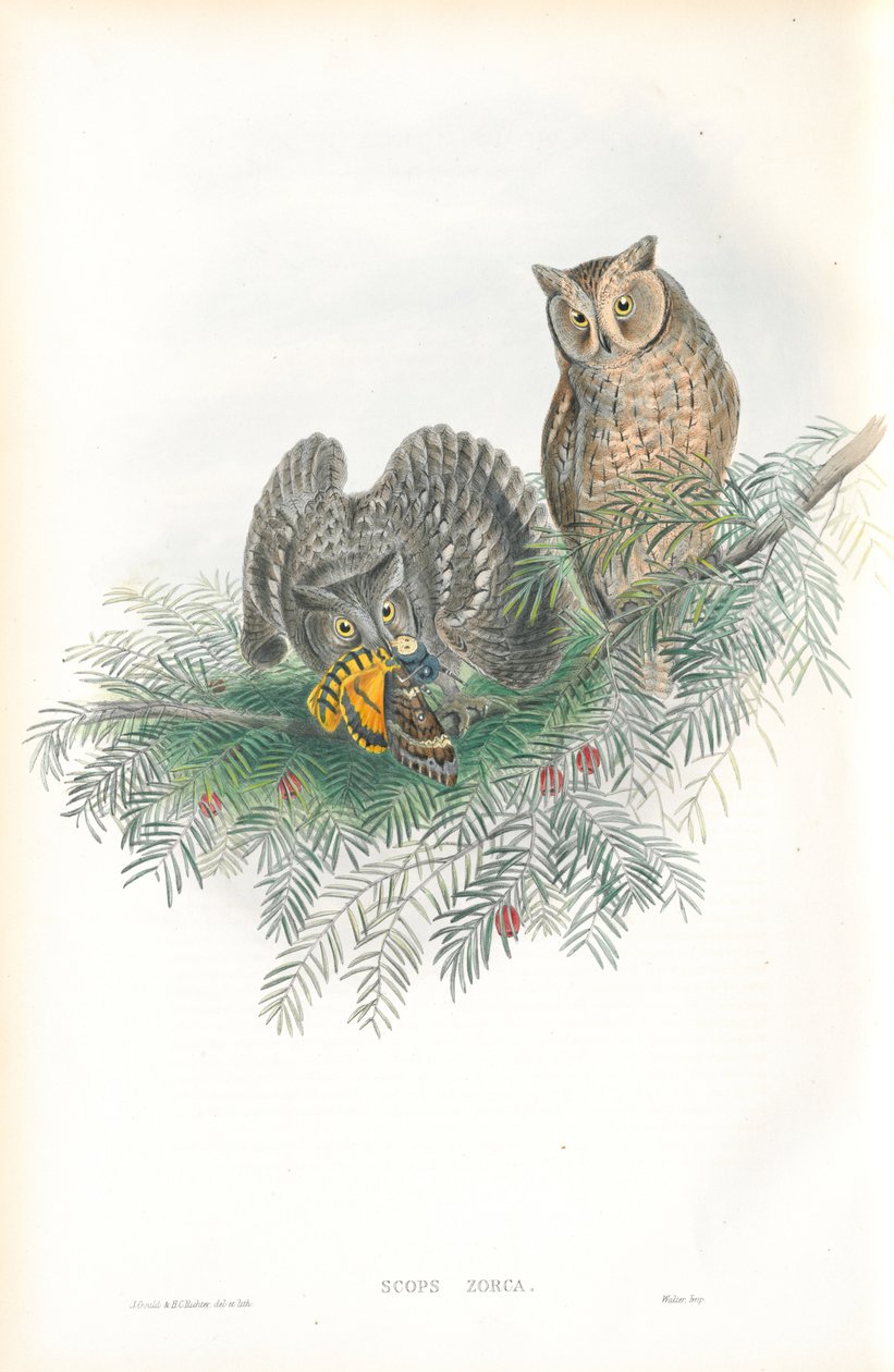 Ilustracja Scops Zorca (Scops Eared Owl) autorstwa John Gould