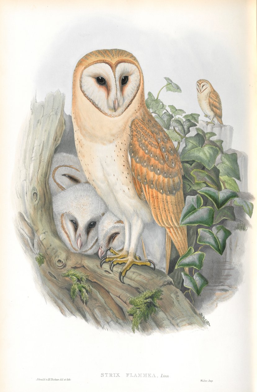 Ilustracja Strix Flammea (Płomykówka) autorstwa John Gould