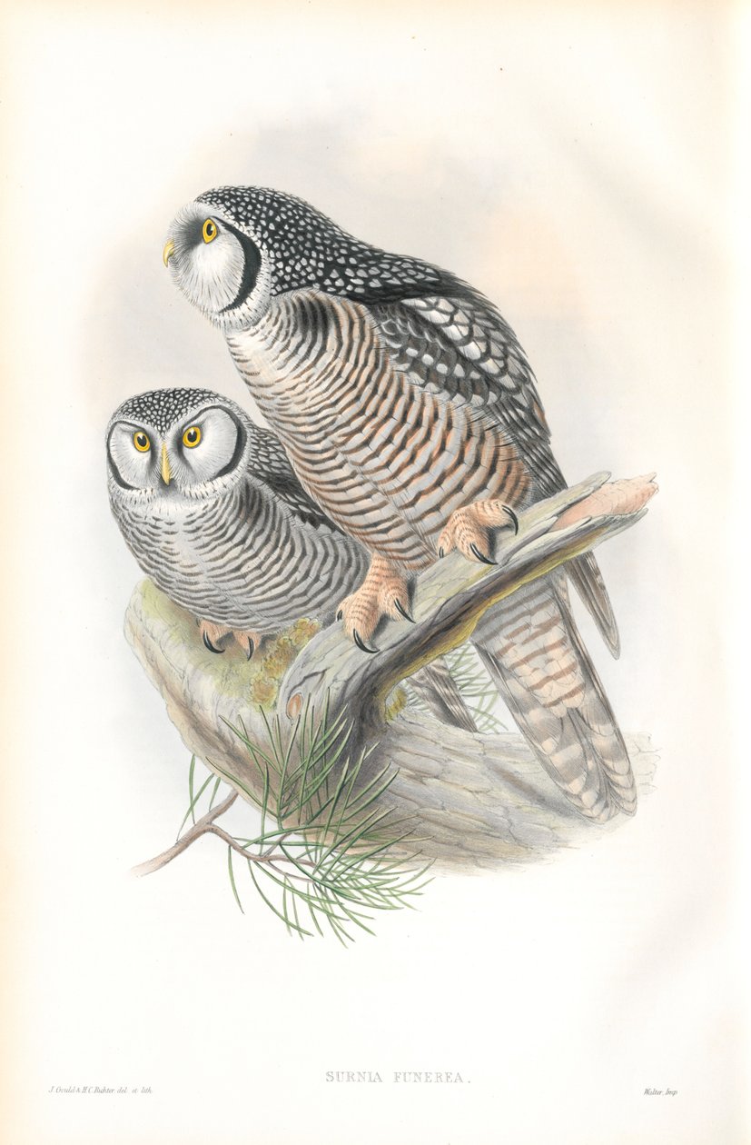 Ilustracja Surnia Funerea (sowa jastrzębia) autorstwa John Gould