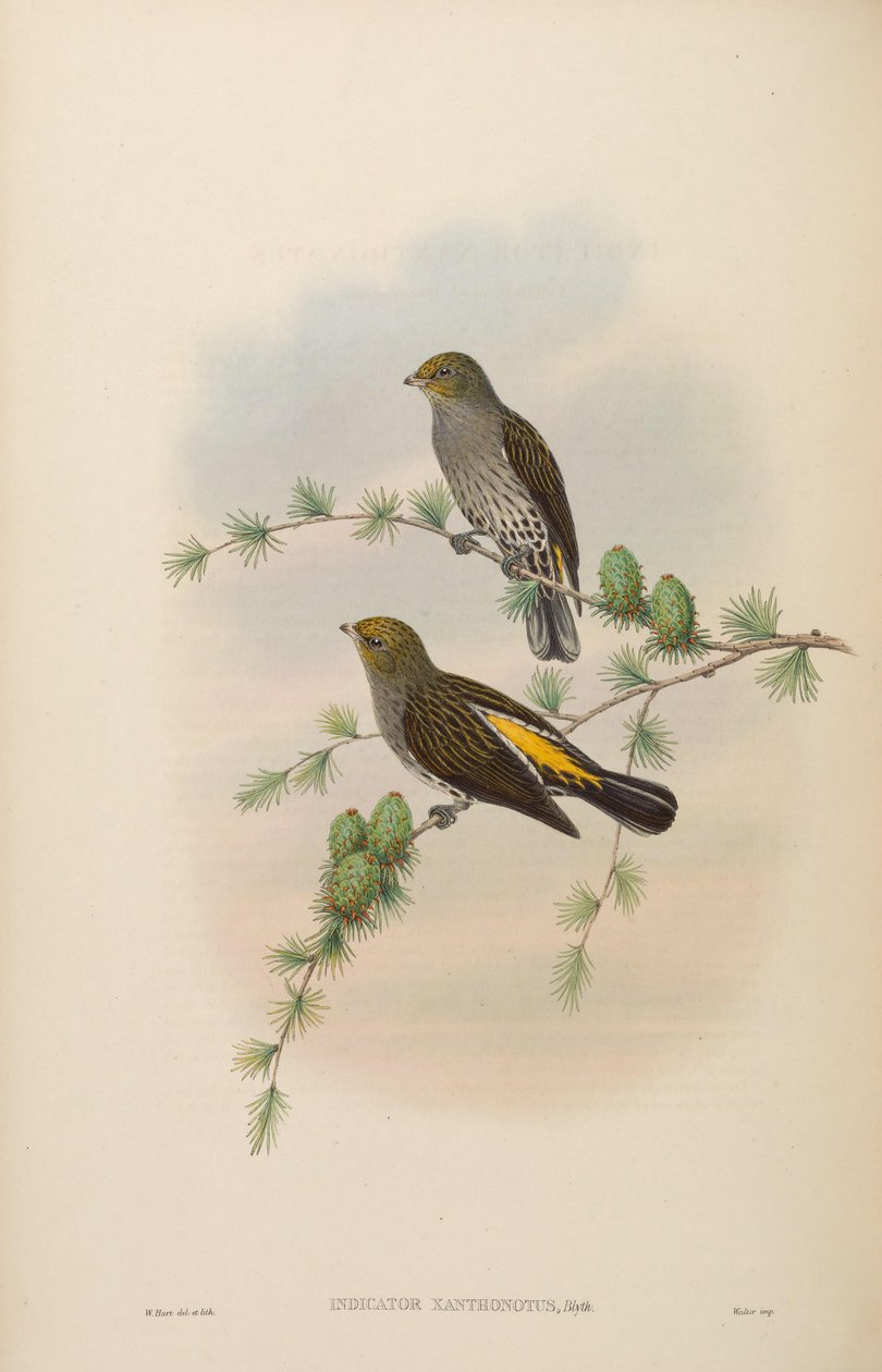 Ksantonotus wskaźnikowy autorstwa John Gould