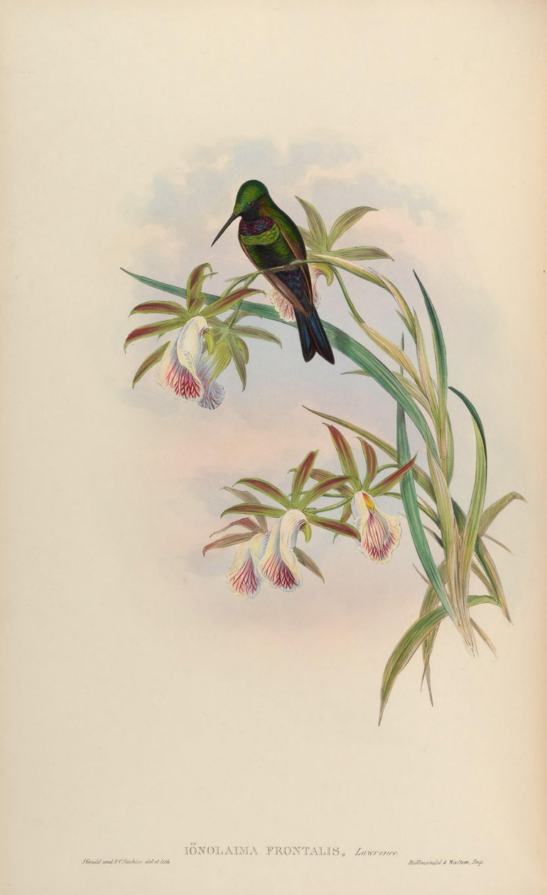 Ionolaima frontalis = Heliodoxa Schreibersii autorstwa John Gould