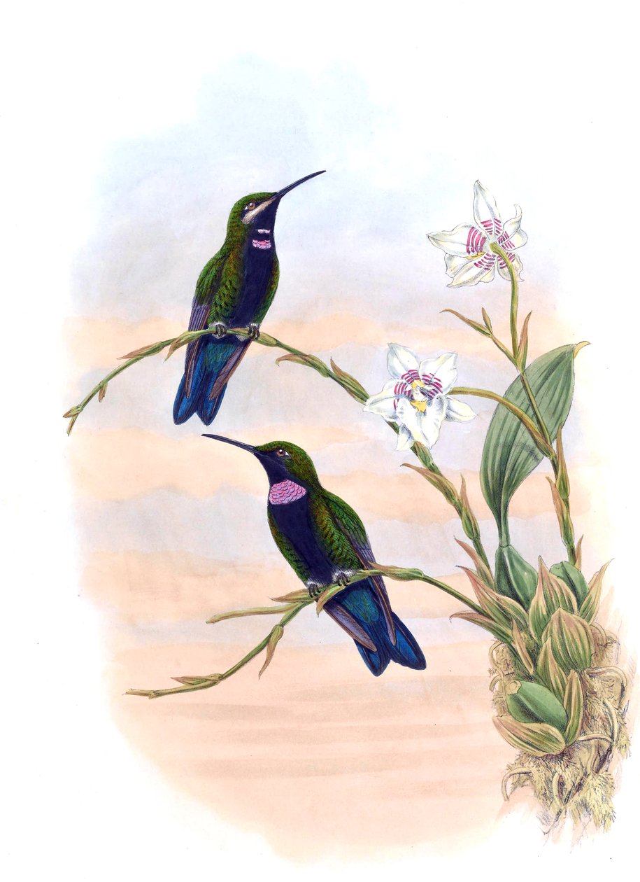 Ionolæma whitelyana = Heliodoxa schreibersii whitelyana autorstwa John Gould