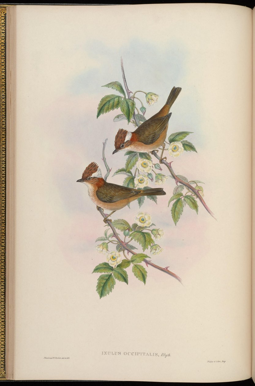 Ixulus occipitalis = Yuhina bakeri autorstwa John Gould