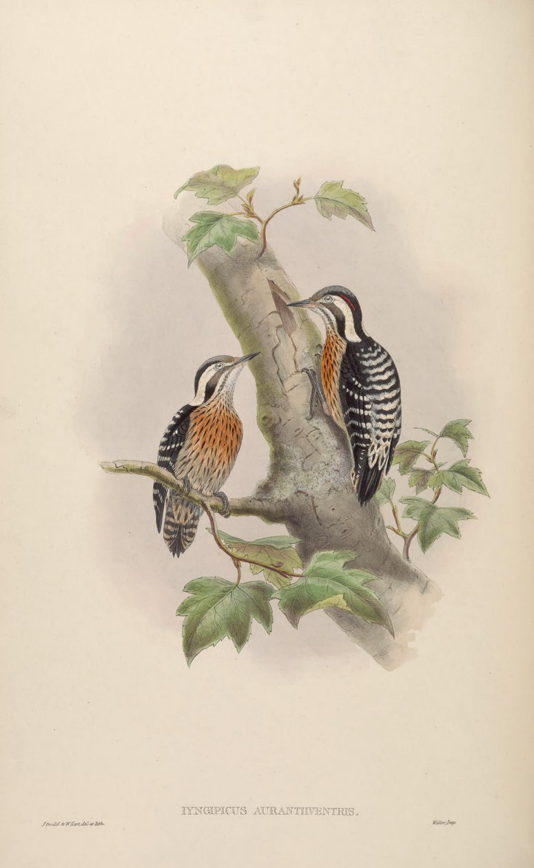 Iyngipicus aurantiiventris = Dendrocopos canicapillus aurantiiventris [2] autorstwa John Gould