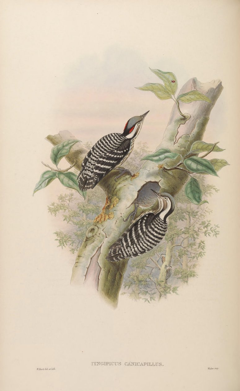 Iyngipicus canicapillus = Dendrocopos canicapillus [2] autorstwa John Gould