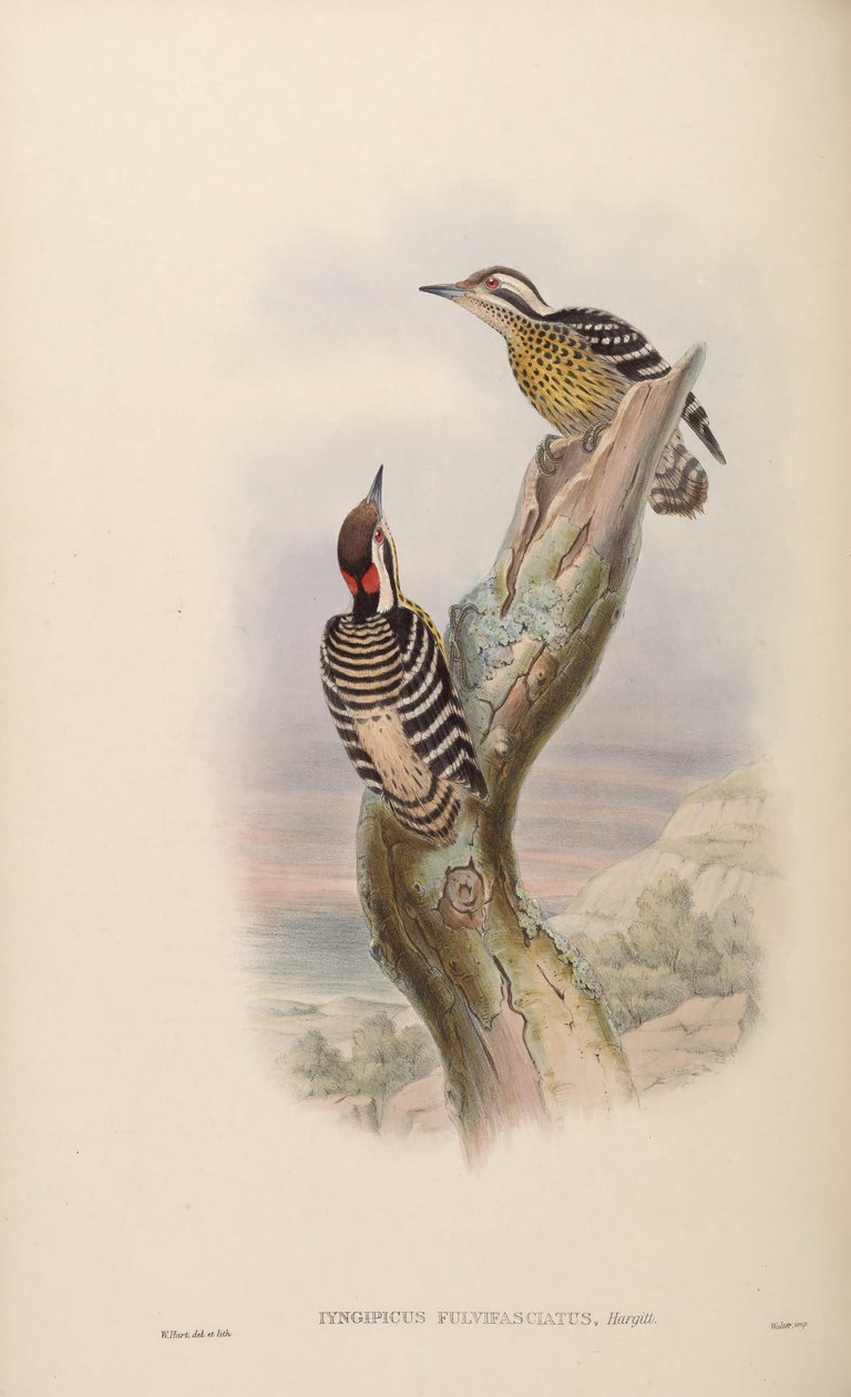 Iyngipicus fulvifasciatus = Dendrocopos maculatus fulvifasciatus autorstwa John Gould