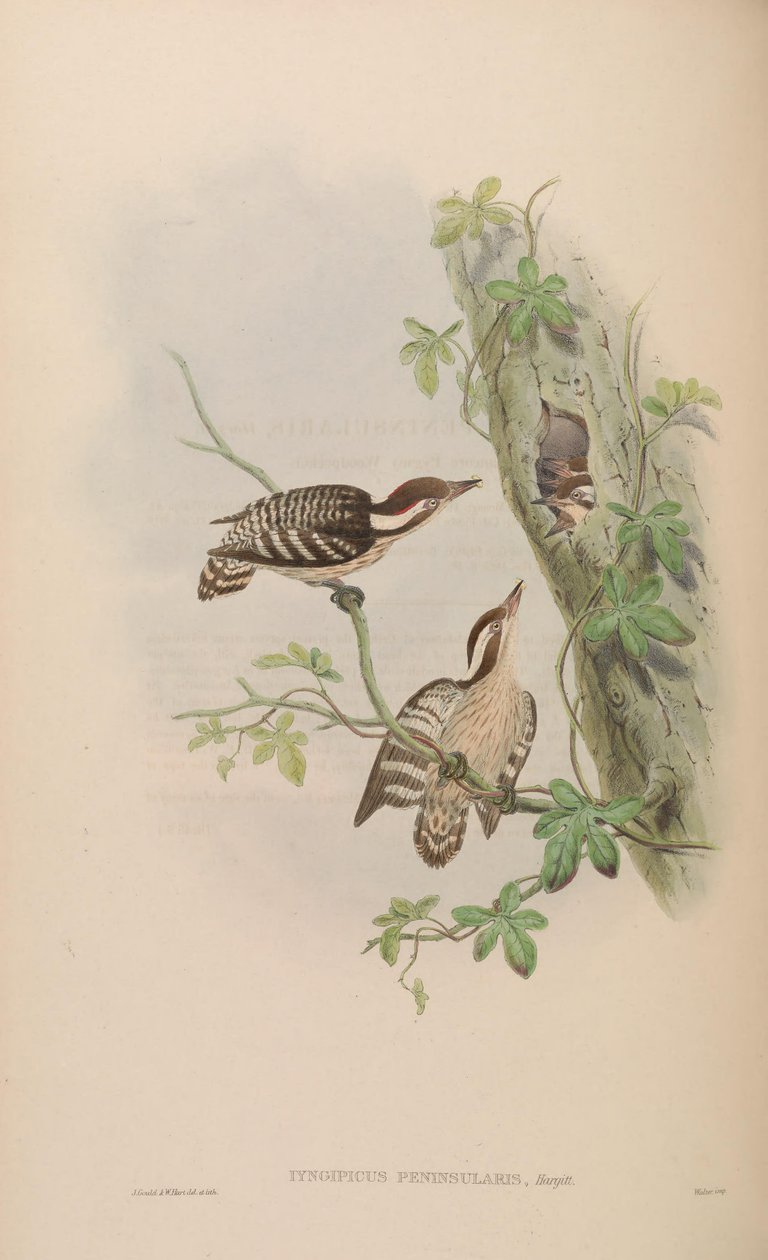 Iyngipicus gymnophthalmus peninsularis = Dendrocopos nanus gymnoftalmus [2] [3] autorstwa John Gould