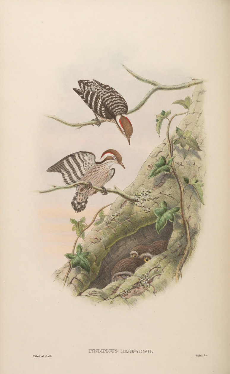 Iyngipicus hardwickii = Dendrocopos moluccensis hardwickii autorstwa John Gould