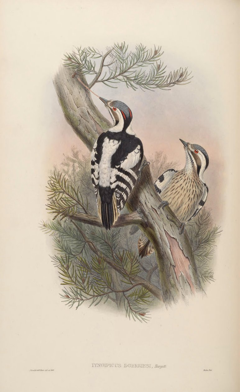 Iyngipicus scintilliceps = Dendrocopos canicapillus scintilliceps [2] autorstwa John Gould