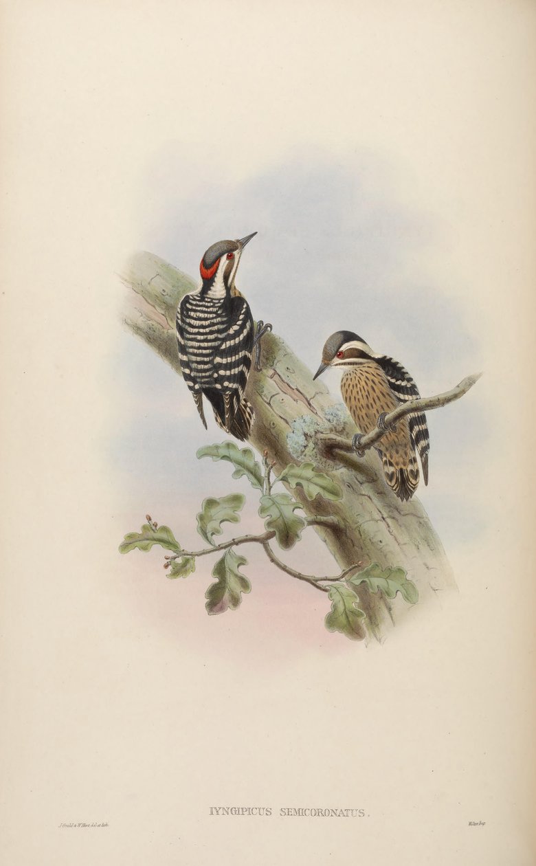 Iyngipicus semicoronatus = Dendrocopos canicapillus semicoronatus [2] autorstwa John Gould