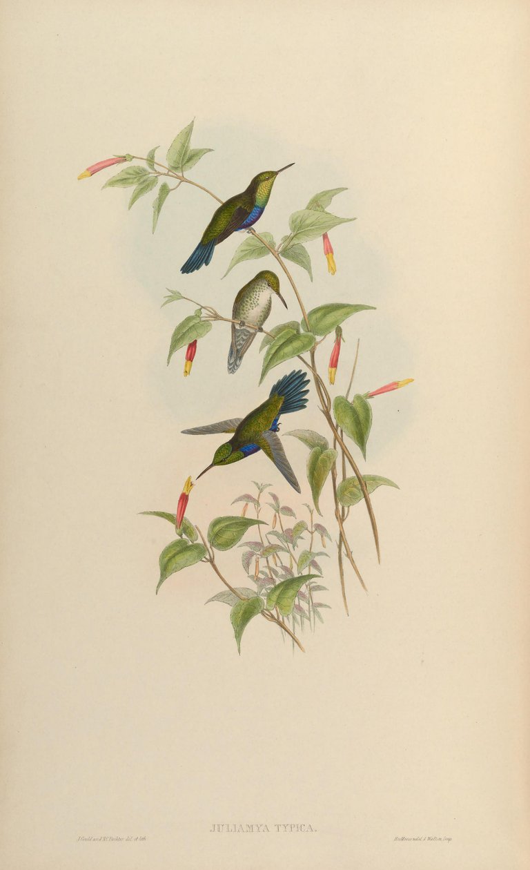 Juliamyia typica = Damophila juliae autorstwa John Gould