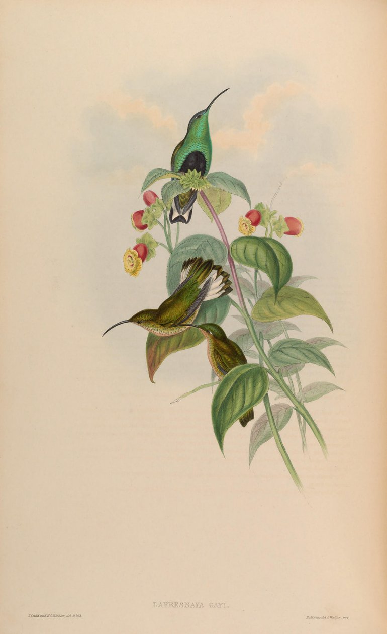 Lafresnaya gayi = Lafresnaya lafresnayi autorstwa John Gould