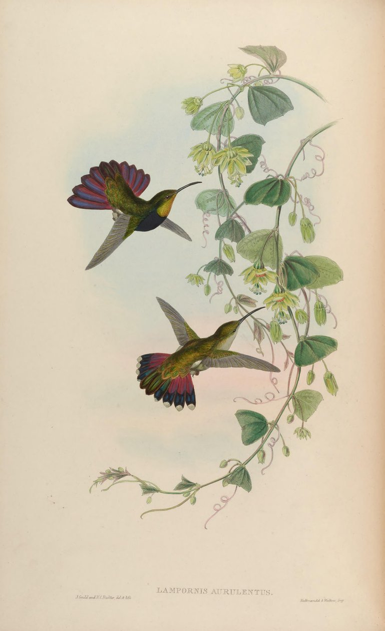 Lampornis aurulentus = Władca Anthracothorax autorstwa John Gould
