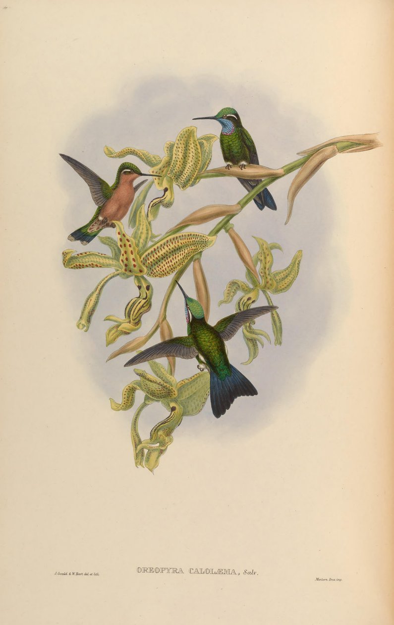 Lampornis calolaemus autorstwa John Gould