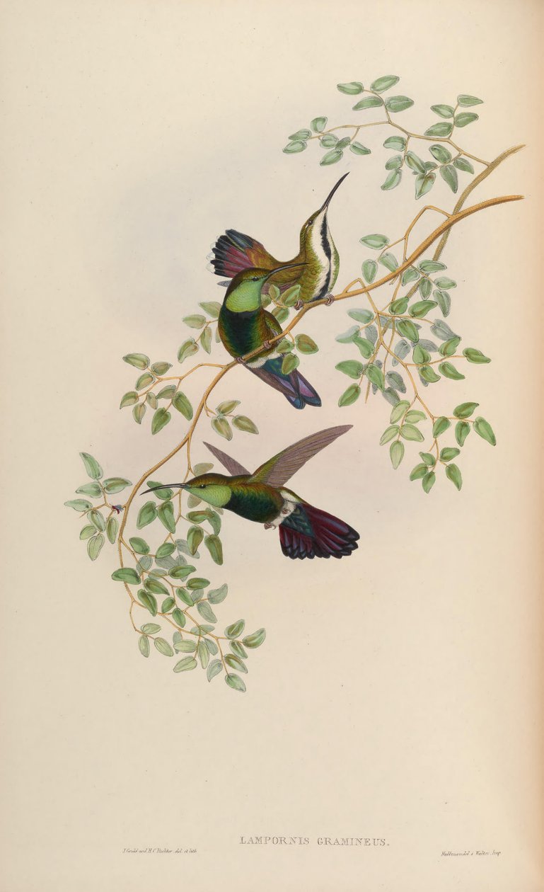 Lampornis gramineus = zielona trawa wąglikowa autorstwa John Gould
