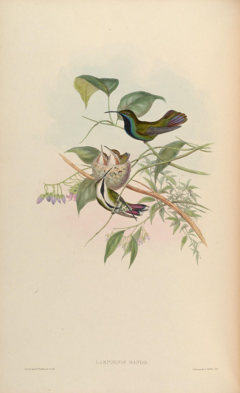 Mango Lampornis = Anthracothorax nigricollis nigricollis autorstwa John Gould