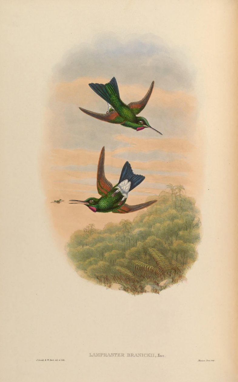 Lampraster branickii = Heliodoxa branickii autorstwa John Gould